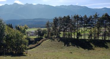 Ein Landschaftsbild, bei dem ein Wald in Tirol zu sehen ist