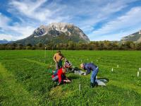 Probenfeld von "SatGrass" mit Grimming im Hintergrund